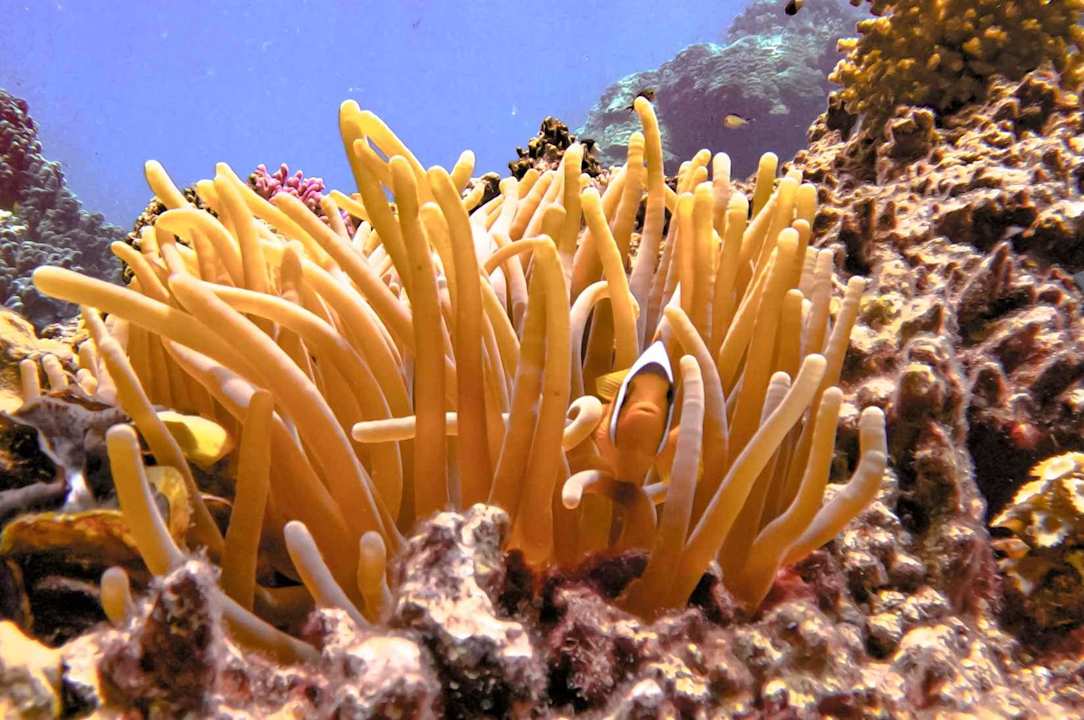 Strand Novotel Marsa Alam Beach Resort