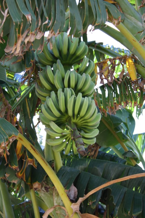 Bananen Comino Hotel & Bungalows