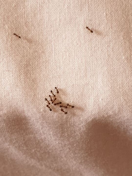 Zimmer Brisas Guardalavaca Hotel & Villas