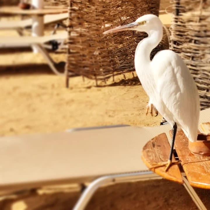 Strand Steigenberger Coraya Beach - Adults only