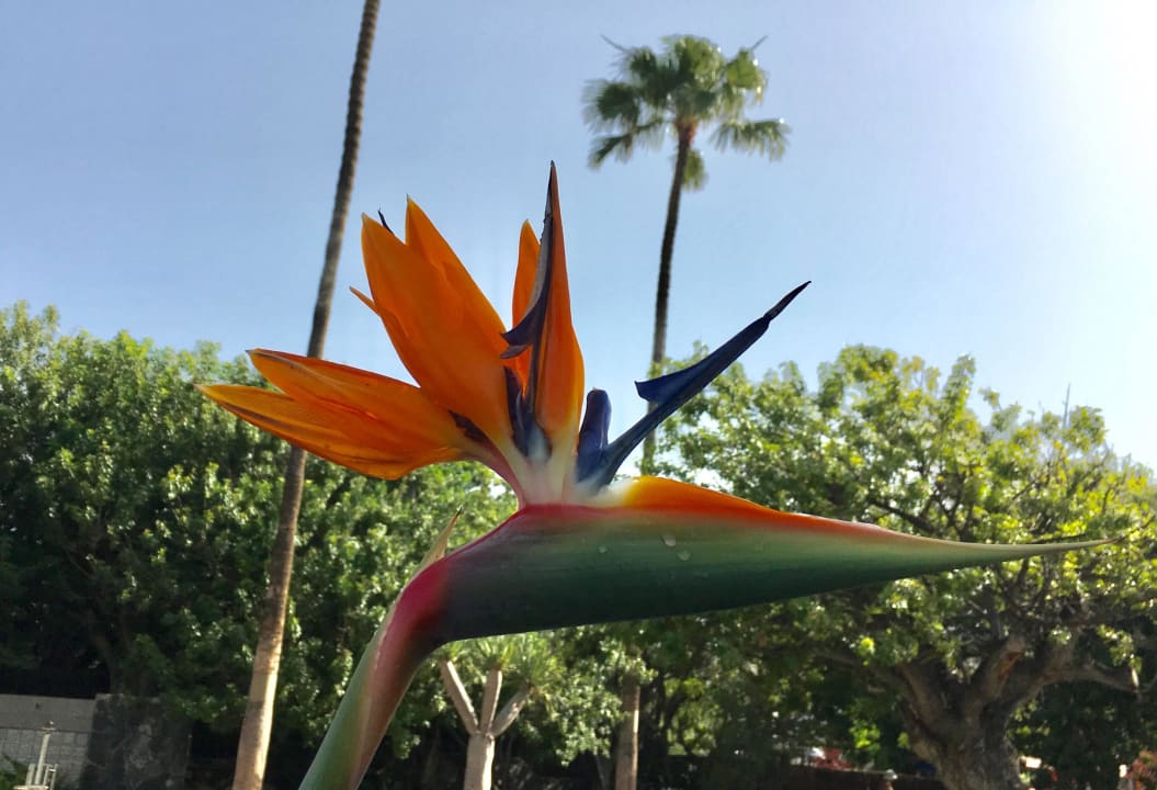 Papageienschnabel Bull Costa Canaria & Spa - Adults only