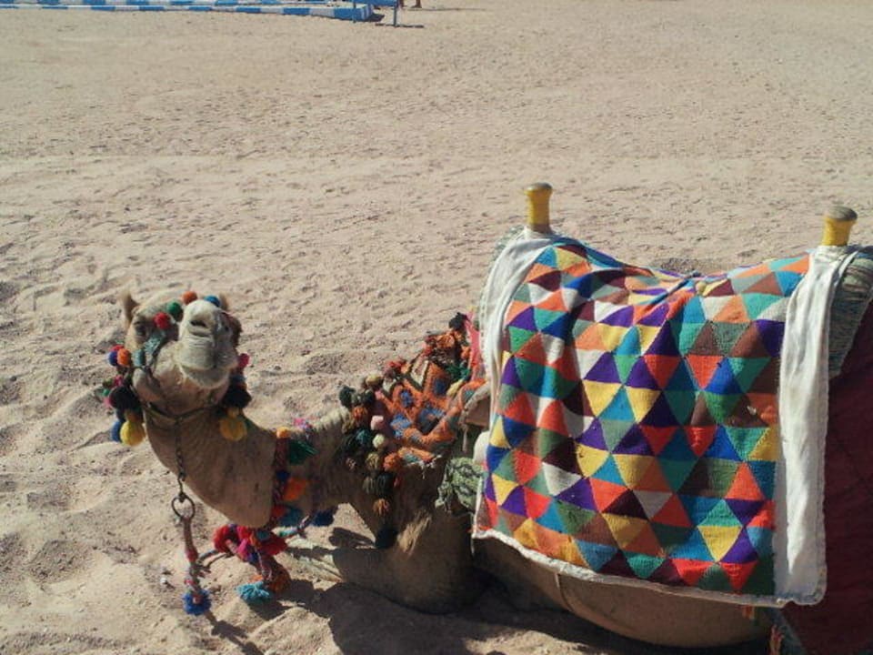 Markus unser Kamel Fantazia Resort Marsa Alam