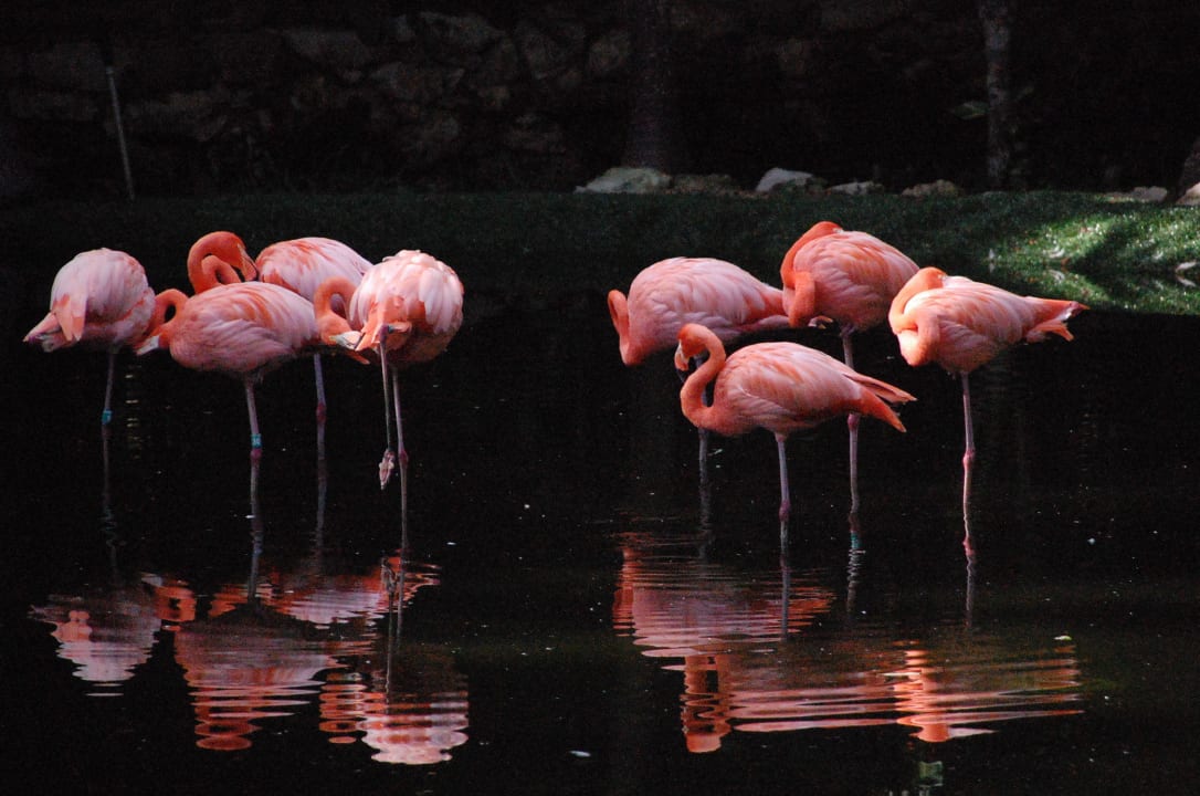 Flamingos Grand Palladium Select White Sand Resort & Spa