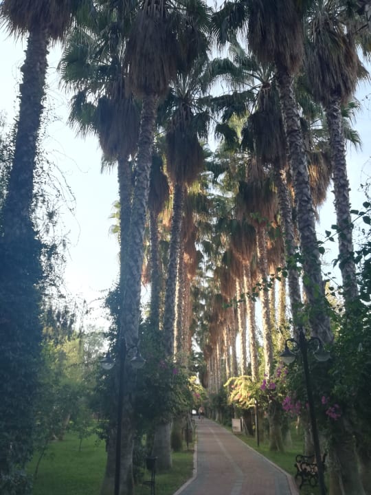 Gartenanlage Hotel Gardenia Beach