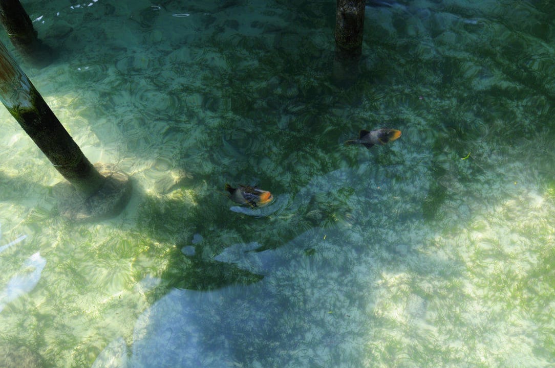 Erwin Kuredu Island Resort & Spa