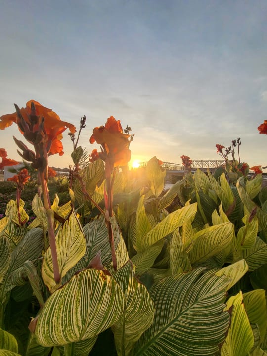Gartenanlage Lazuli Hotel Marsa Alam