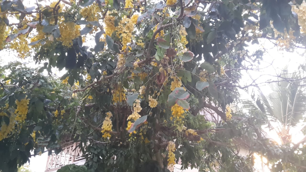 Gartenanlage Neptune Palm Beach Boutique Resort & Spa