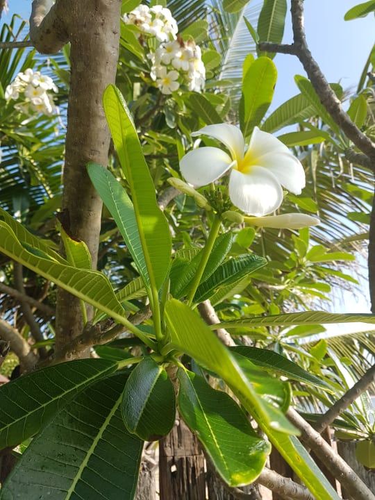 Gartenanlage Nora Beach Resort & Spa