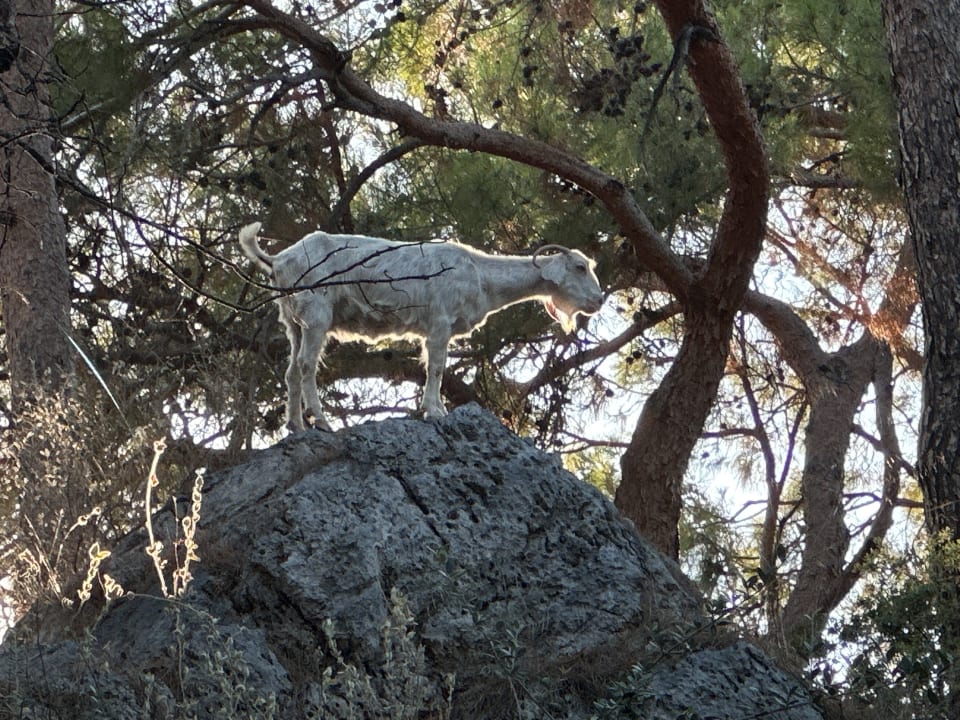 Gartenanlage TUI BLUE Seno - Adults Only