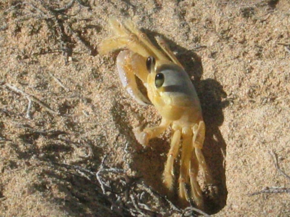 Am Strand Senator Puerto Plata Hotel