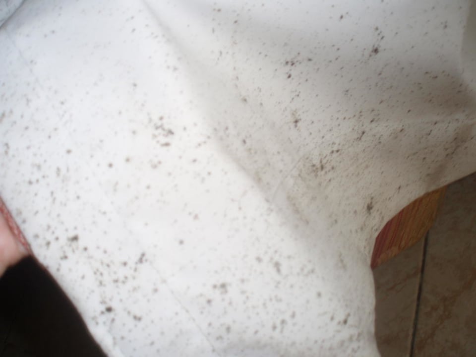 Schimmel am Vorhang Hotel Riu Palace Punta Cana