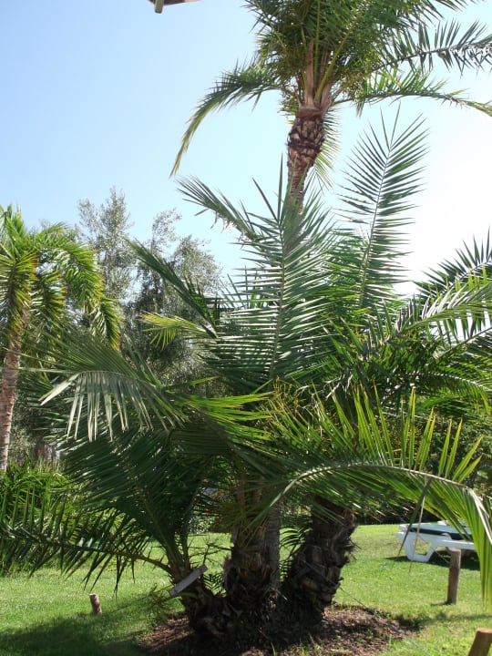 Palmen  ROBINSON QUINTA DA RIA