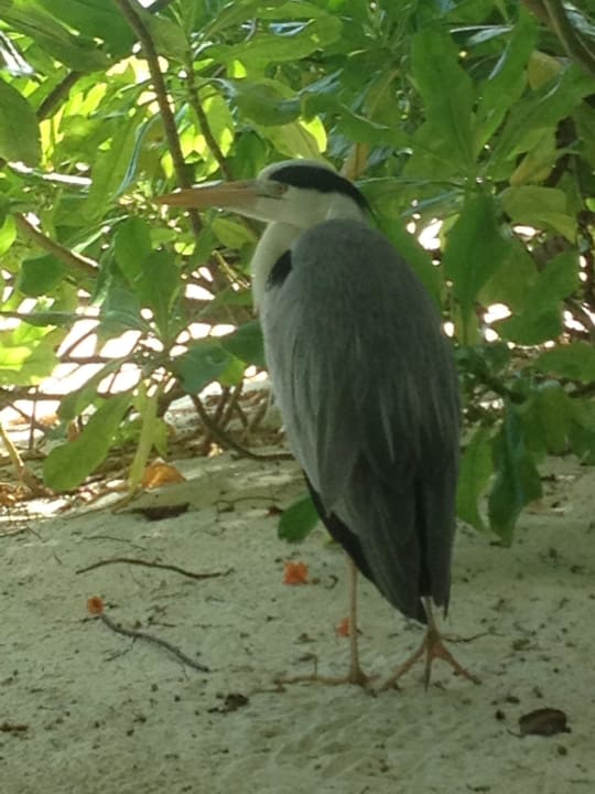 Er steht da so rum und lässt sich nicht stören Kuramathi Maldives