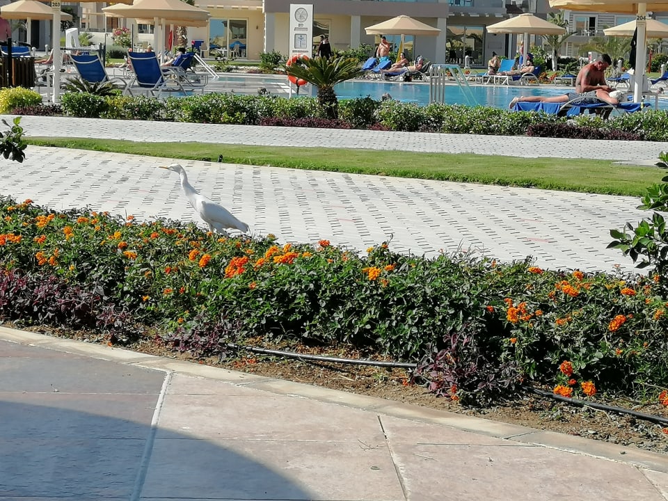 Außenansicht Pickalbatros Sea World Resort - Marsa Alam