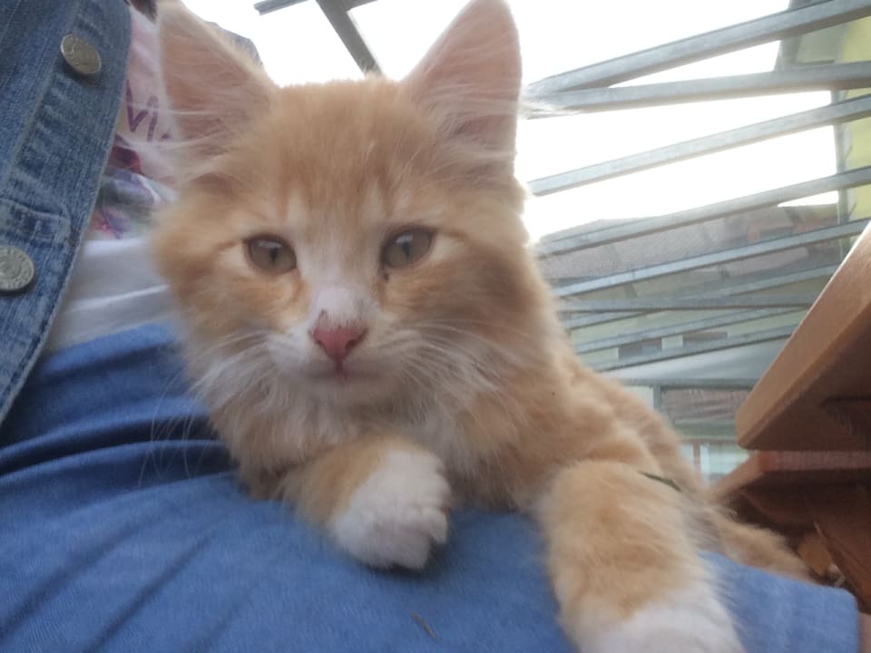 Sonstiges Erlebnisbauernhof Steinerhof