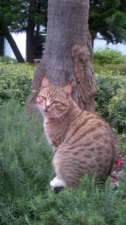 Katzenmodel TUI MAGIC LIFE Beldibi +16