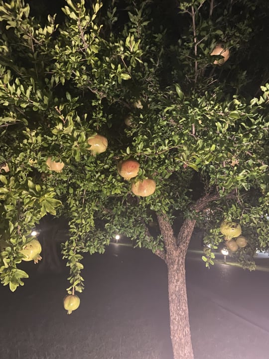 Sonstiges Akrathos Beach Hotel