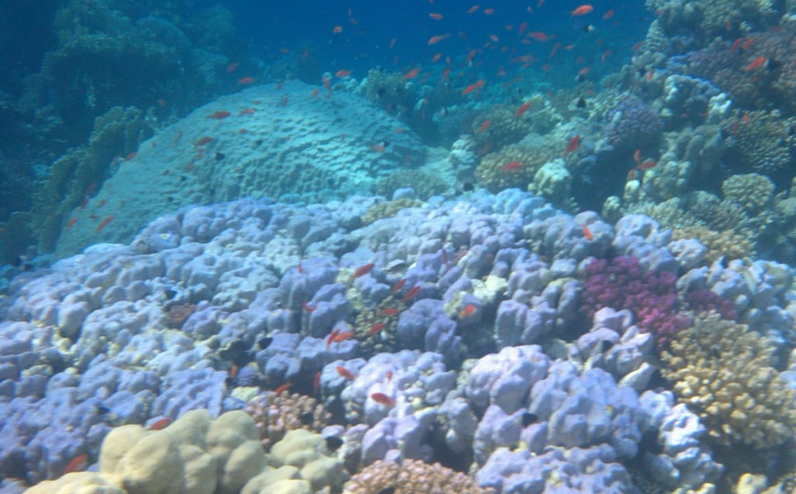 Strand Makadi Spa - Adults only