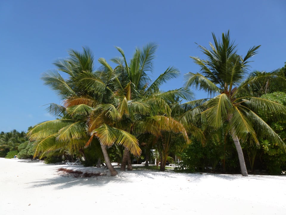 Strand / Riffseite Kuramathi Maldives