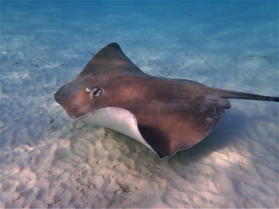 Sport & Freizeit NH Collection Maldives Reethi Resort