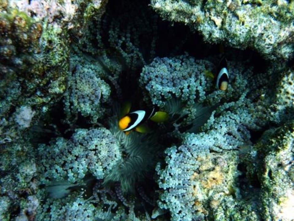 Unterwasser - Bootstauchgang NH Collection Maldives Reethi Resort