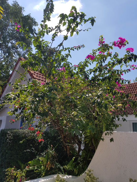Gartenanlage Ocean Breeze Resort
