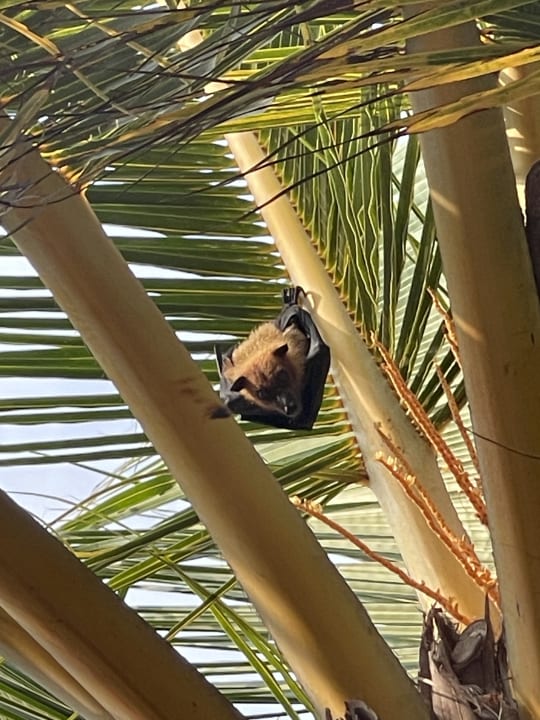 Gartenanlage Meeru Maldives Resort Island
