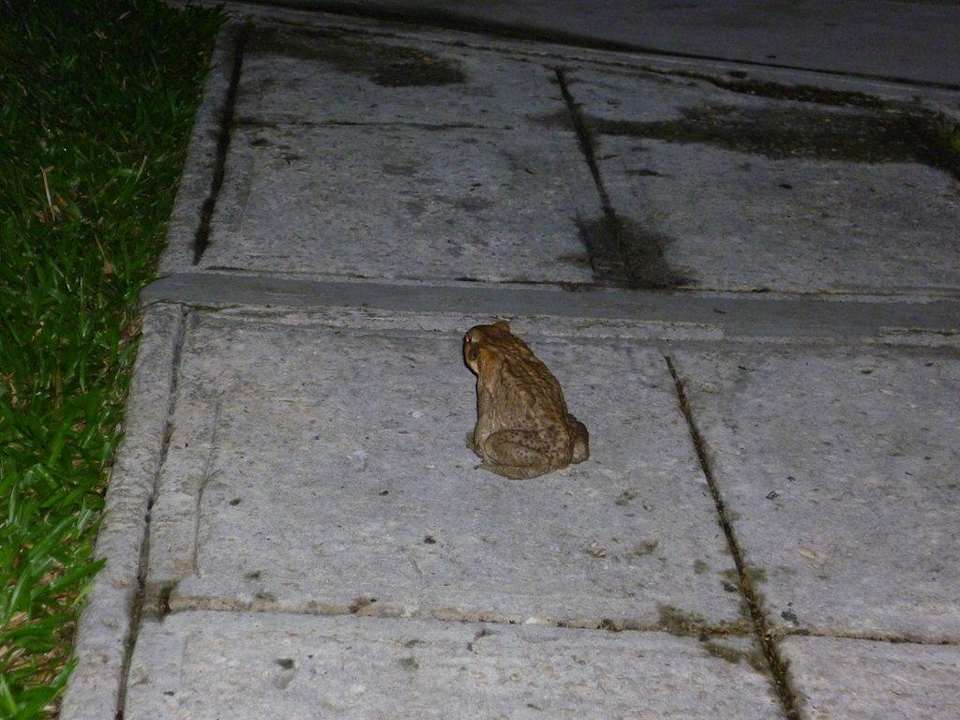 Frosch Hotel Grand Pineapple Beach Negril