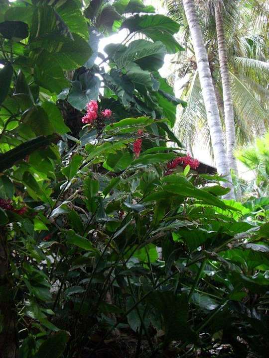 Flora & Fauna Grand Palladium Select Bávaro Resort & Spa