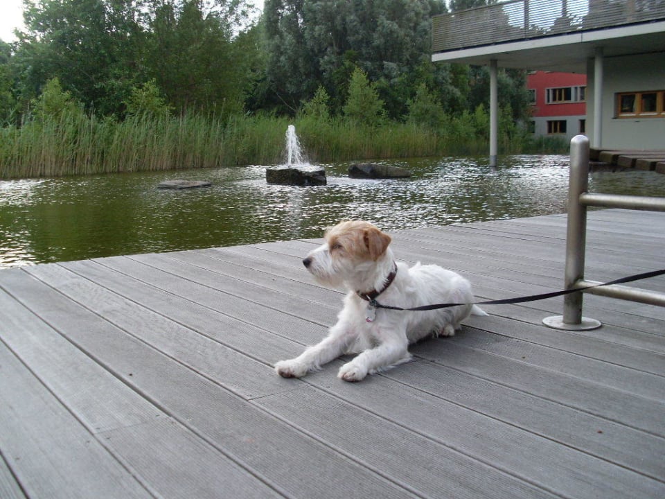 Dem Hund gefiel es auch Ostseehotel Dierhagen