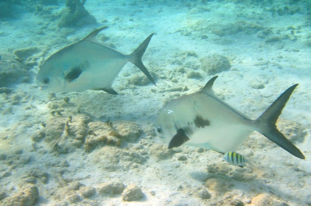 Sport & Freizeit Akumal Bay Beach & Wellness Resort