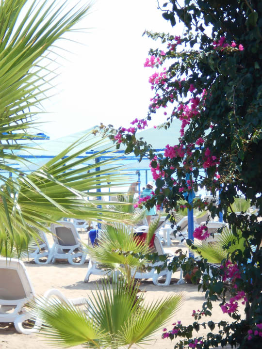 Strand ist begrünt Paloma Oceana