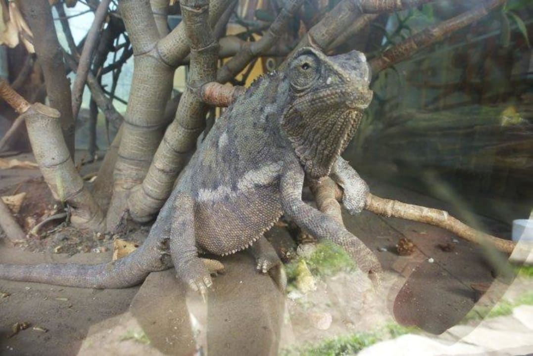 Ole Tangy - das hauseigene Chamäleon Royal Mara Safari Lodge