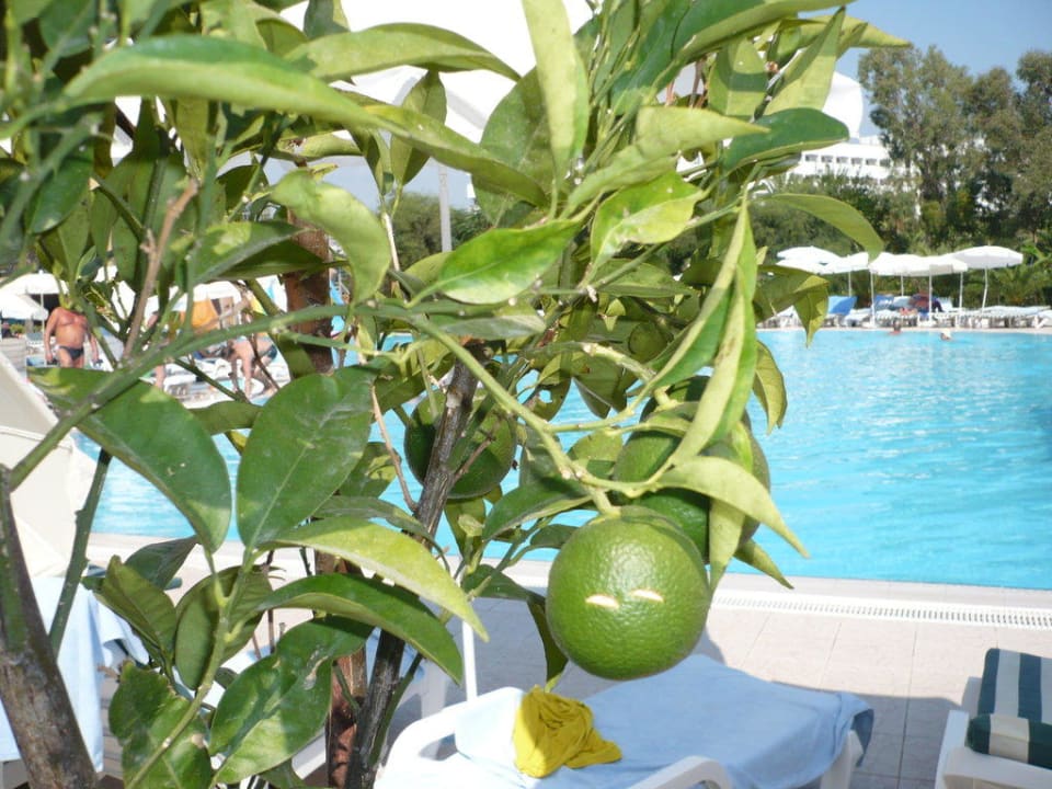 То ли мандарины, то ли апельсины... Bella Resort & Spa