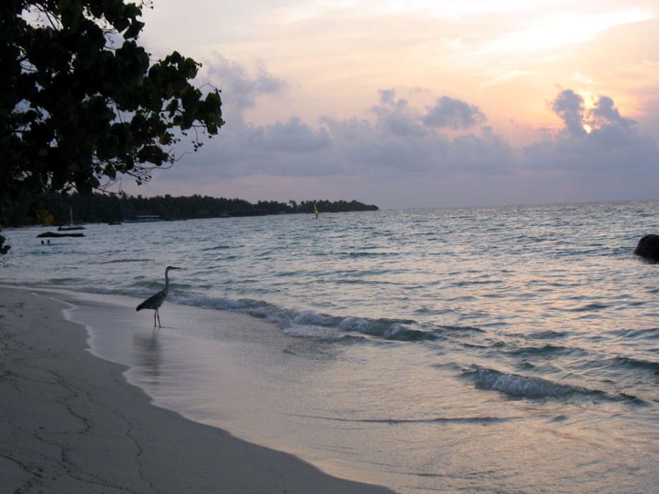 Strand Kuramathi Maldives