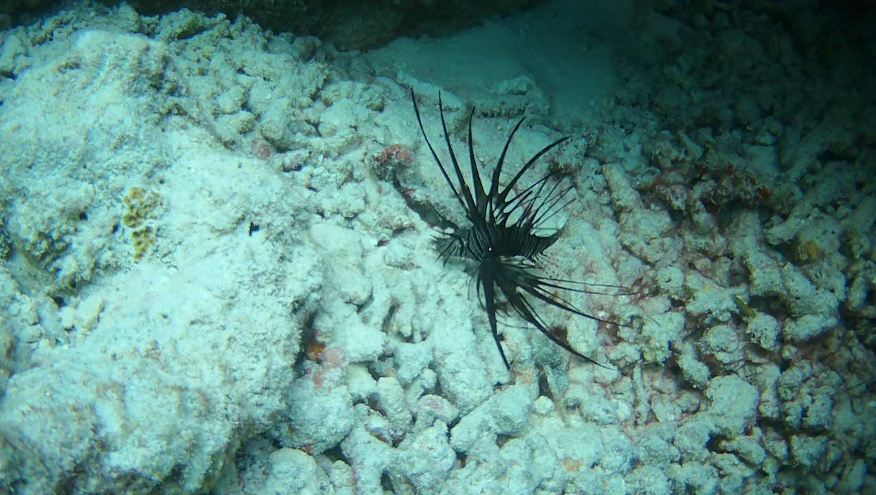 Sonstiges Vilamendhoo Island Resort & Spa