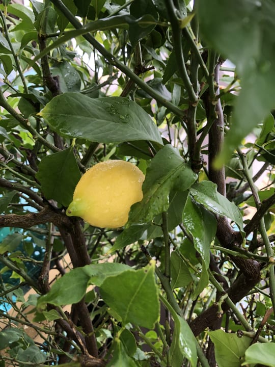 Gartenanlage Aydinbey Kings Palace & Spa