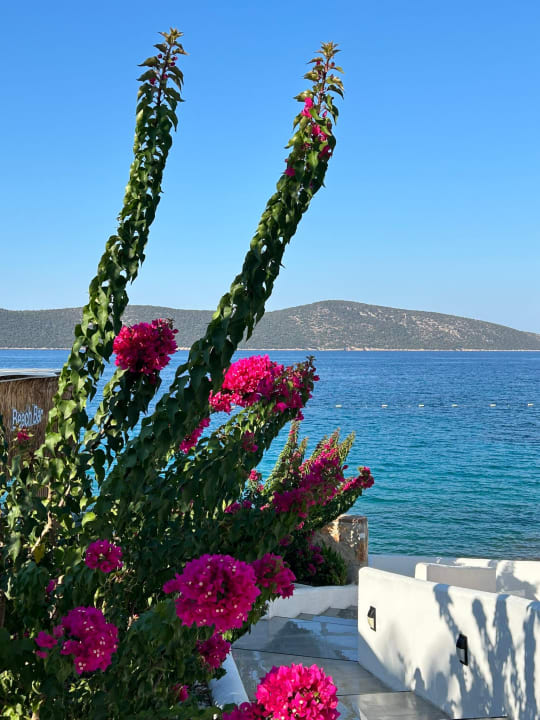 Strand TUI MAGIC LIFE Bodrum - Adult Only (16+)