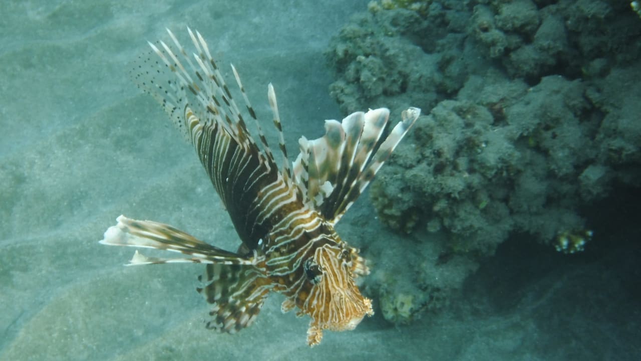 Sport & Freizeit Malikia Resort Abu Dabbab