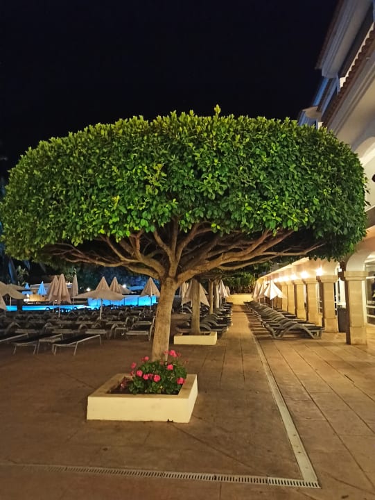 Gartenanlage Hotel Beach Club Font de Sa Cala