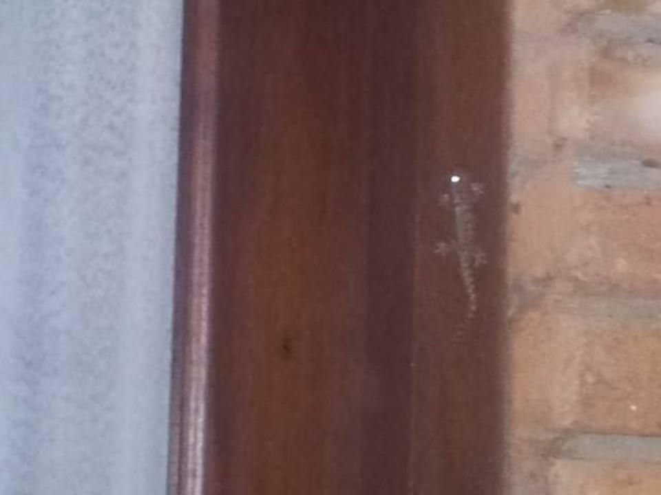 Gecko am Bungalow Club Hotel Dolphin
