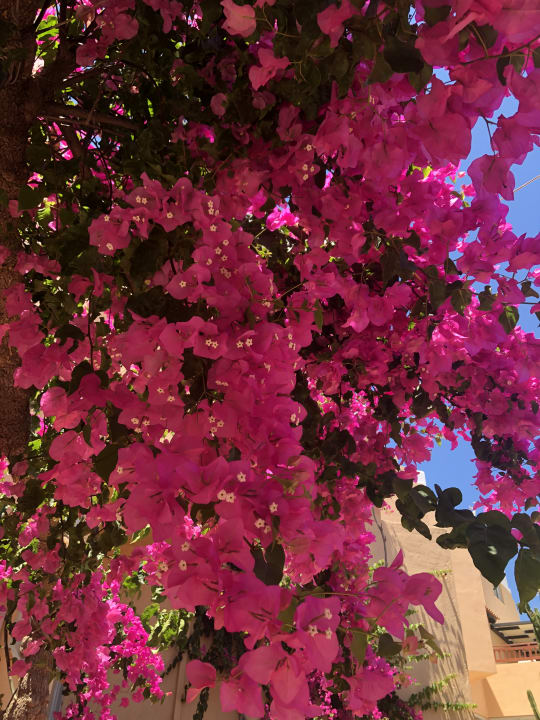 Gartenanlage Anissa Beach & Village