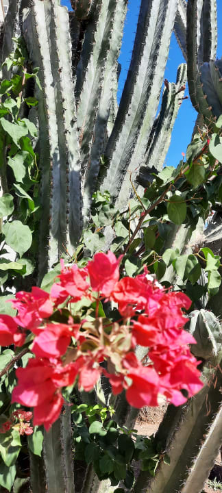 Gartenanlage allsun Hotel Lucana