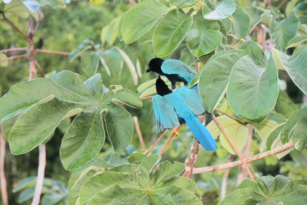 Vögel am Balkon Sandos Playacar Select Club Adults only - All Inclusive