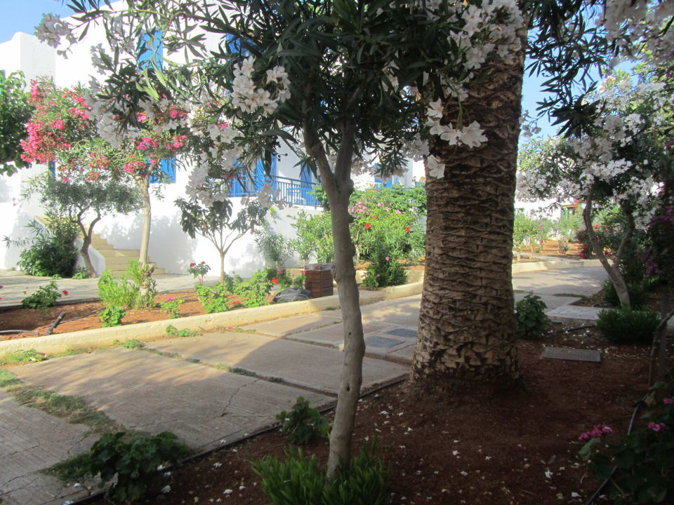 Hotel Chrissi Amoudia TUI SUNEO Chrissi Amoudia