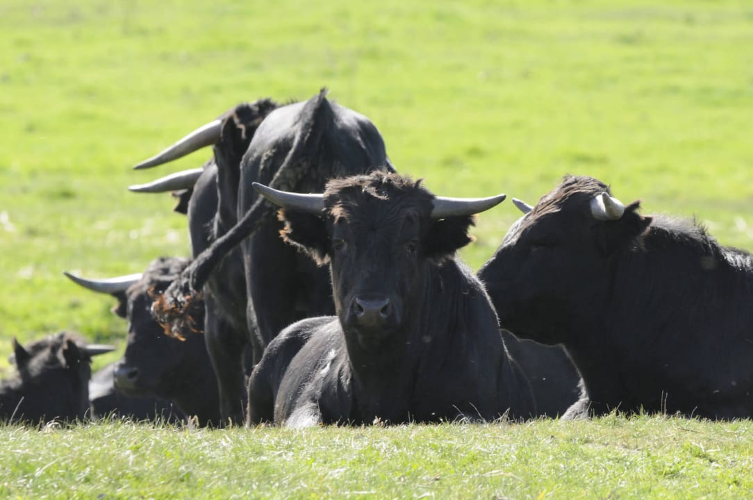 Ausblick über die Weiden Complejo Rural Faenas Camperas