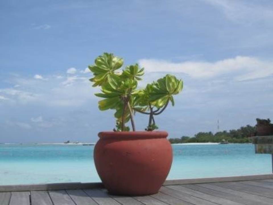 MEERU Meeru Maldives Resort Island