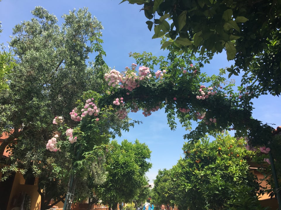 Gartenanlage Özlem Garden Hotel