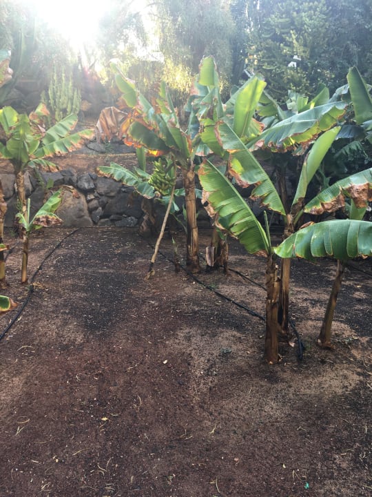 Gartenanlage allsun App.-Hotel Esquinzo Beach