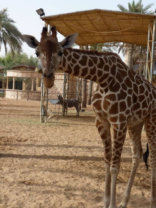 Жираф Hotel Emirates Park Resort